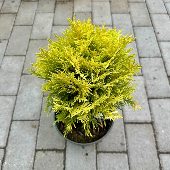 Thuja occidentalis 'Mirjam' - Gömbtuja