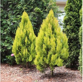 Thuja plicata '4ever Goldy' - Arany tuja