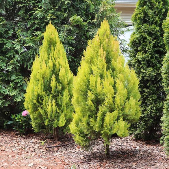 Thuja plicata '4ever Goldy' - Arany tuja