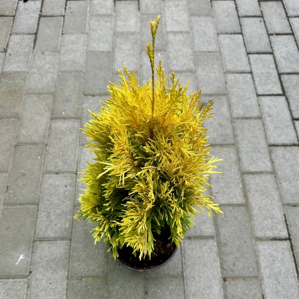 Thuja plicata '4ever Goldy' - Arany tuja