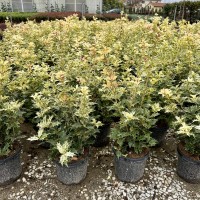Osmanthus tricolor
