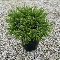 Cryptomeria japonica little champion