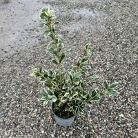 Euonymus japonicus bravo