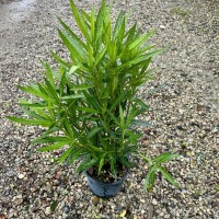 Nerium oleander