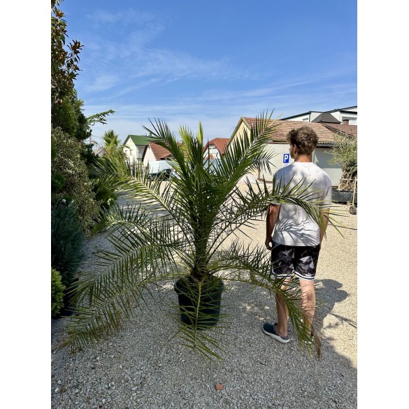 Phoenix Canariensis