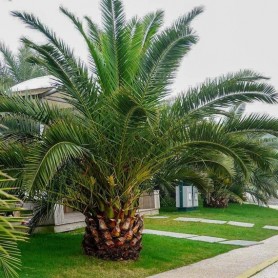 Phoenix Canariensis