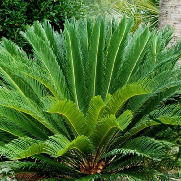 Cycas Revoluta