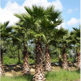 Washingtonia nagy