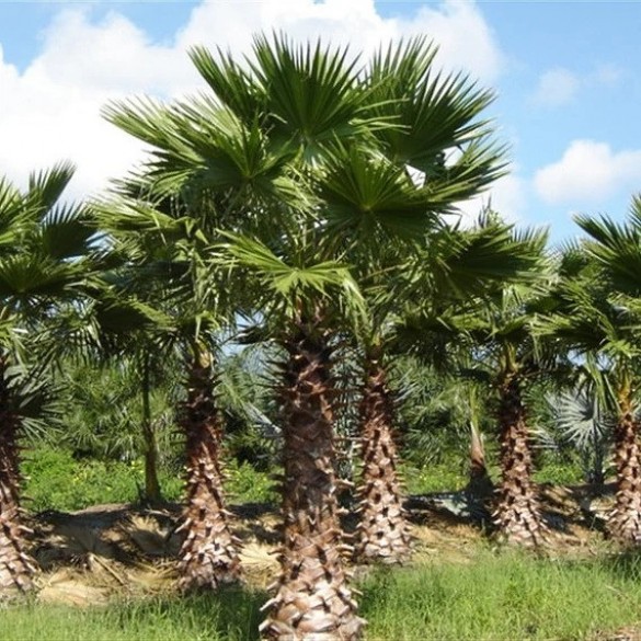 Washingtonia nagy