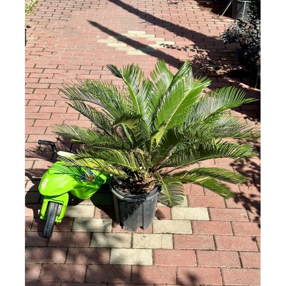 Cycas Revoluta