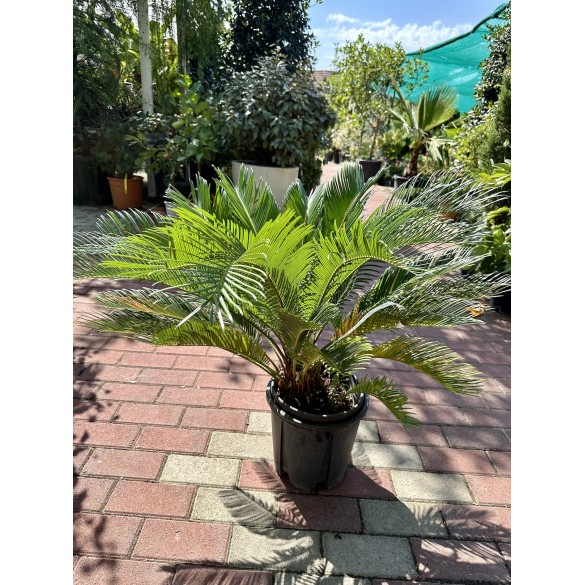 Cycas Revoluta