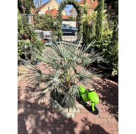 Chamaerops Humilis Cerifera