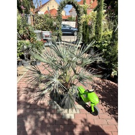 Chamaerops Humilis Cerifera