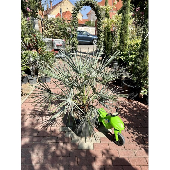 Chamaerops Humilis Cerifera