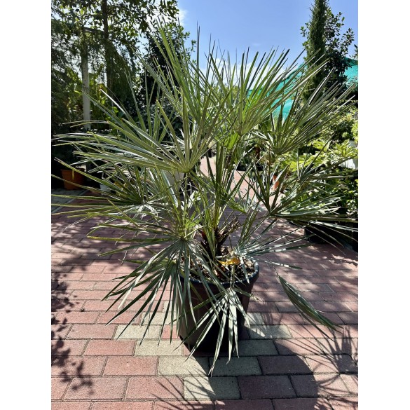 Chamaerops Humilis Cerifera