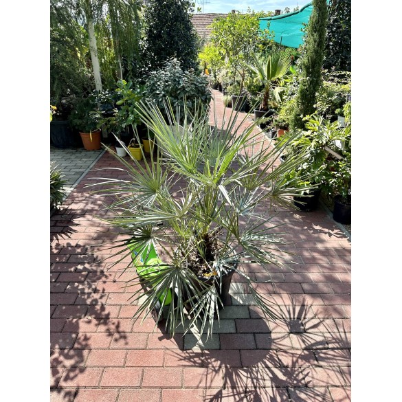 Chamaerops Humilis Cerifera