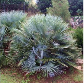 Chamaerops Humilis Cerifera