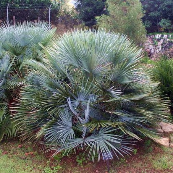 Chamaerops Humilis Cerifera