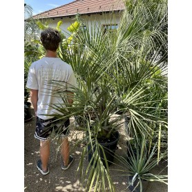 Butia Capitata