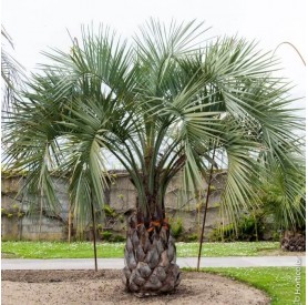 Butia Capitata