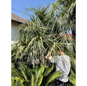 Butia Capitata