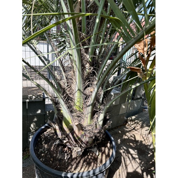 Butia Capitata