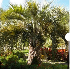 Butia Capitata