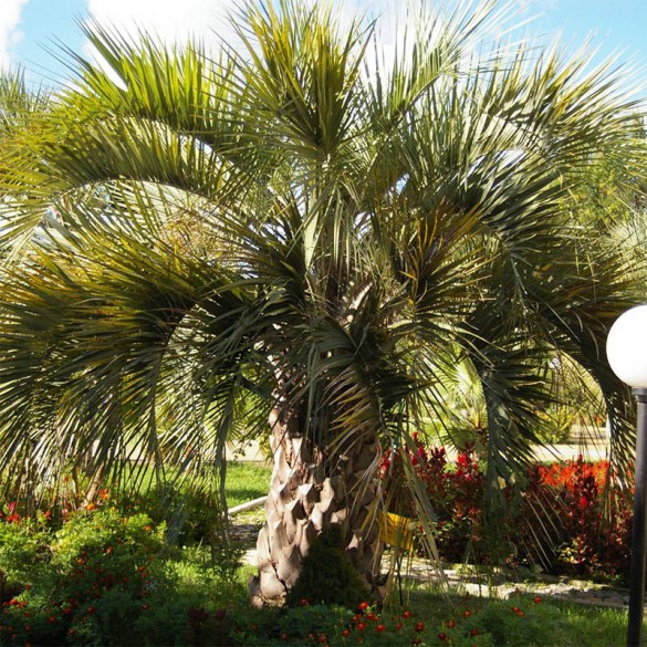 Butia Capitata