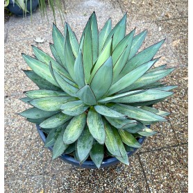 Agave Red Edge