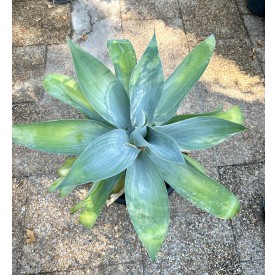 Agave Attenuata