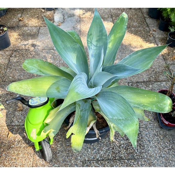 Agave Attenuata