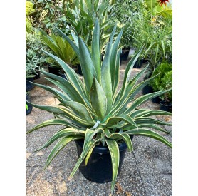 Agave Desmettiana