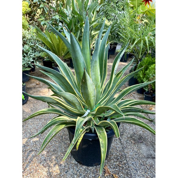 Agave Desmettiana