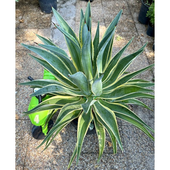 Agave Desmettiana