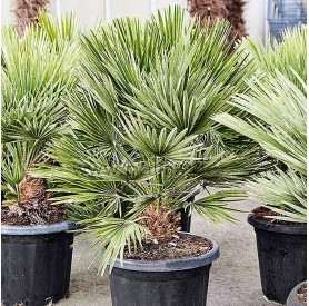 Chamaerops Humilis Vulcano