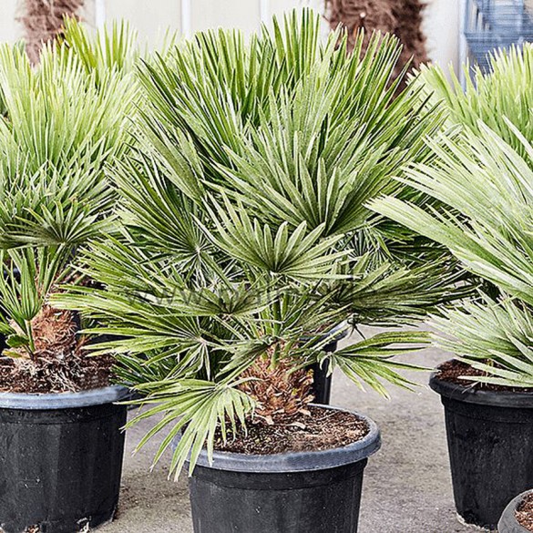 Chamaerops Humilis Vulcano