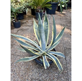 Agave