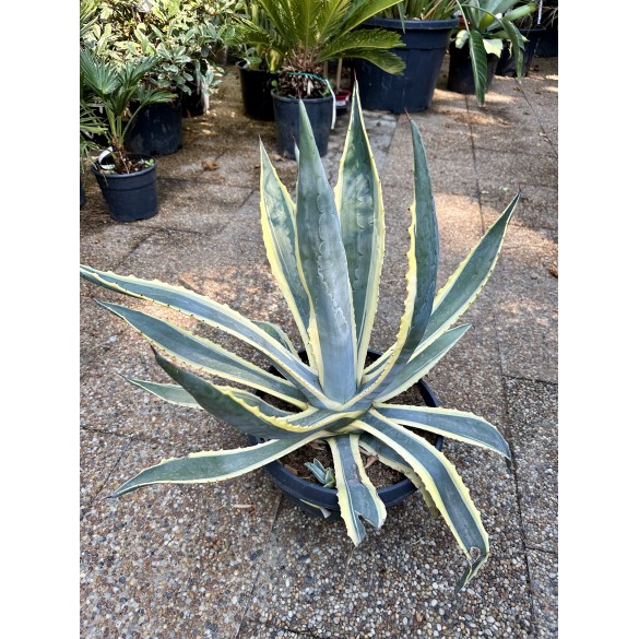 Agave