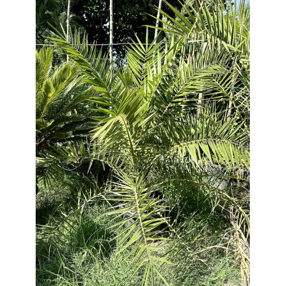 Phoenix Canariensis