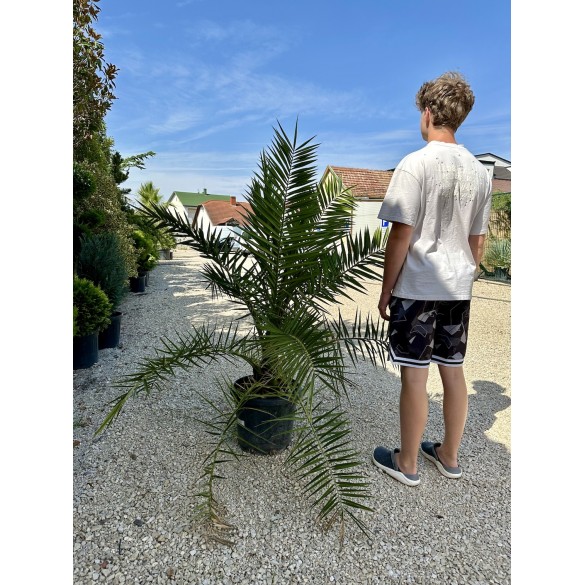 Phoenix Canariensis