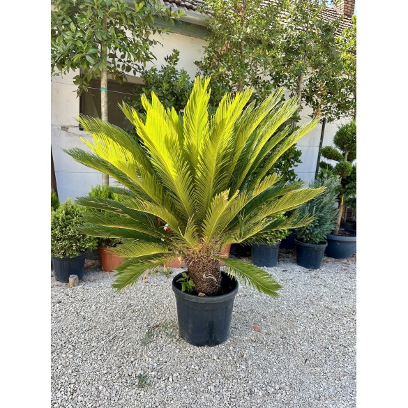 Cycas