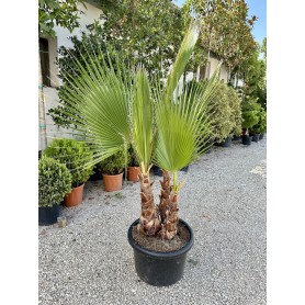 Washingtonia Robusta 3 törzsű