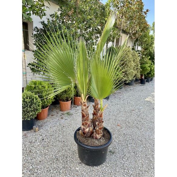 Washingtonia Robusta 3 törzsű