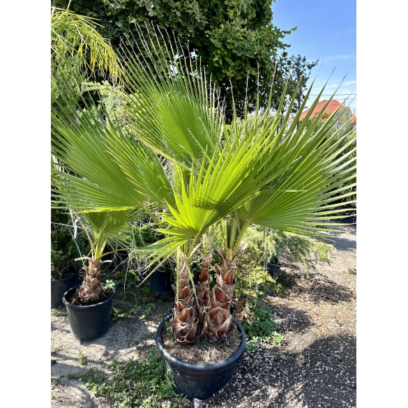 Washingtonia Robusta 3 törzsű