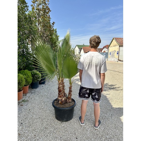 Washingtonia Robusta 3 törzsű