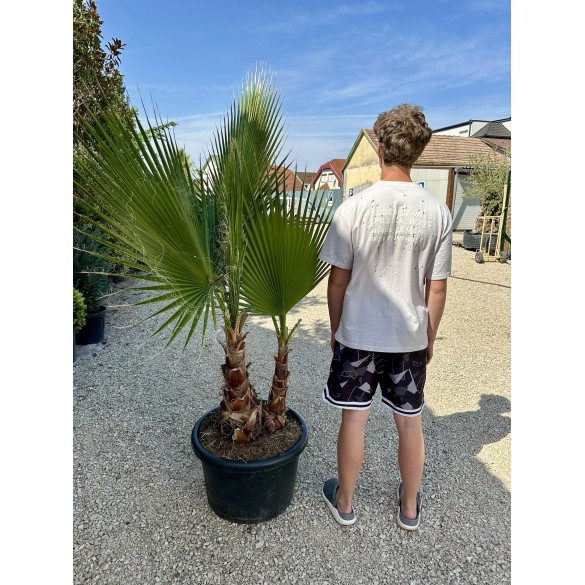 Washingtonia Robusta 3 törzsű