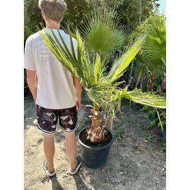 Washingtonia Robusta