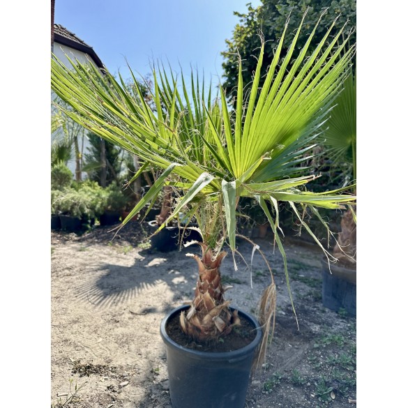 Washingtonia Robusta