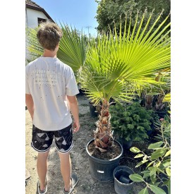 Washingtonia Robusta