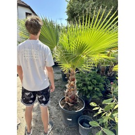 Washingtonia Robusta